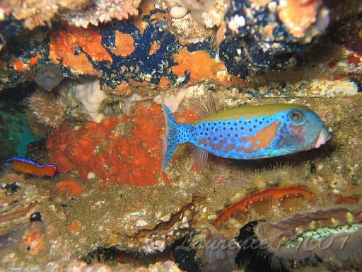 Poisson coffre adulte Ostracion cyanurus.JPG